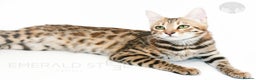 Bengal cats for sale: Pure Pedigree TICA Early Generation Bengal - Advert 2