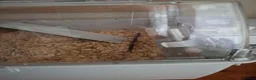 Hamster rodents for sale: Dwarf roborovski hamster, male in Halesowen - Advert 6