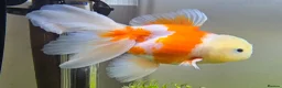Goldfish fish for sale: Goldfish in Kingston upon Thames - Advert 9