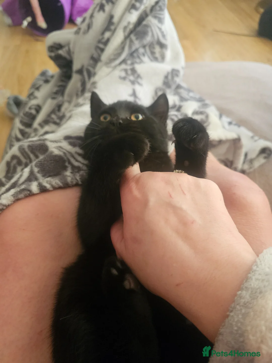 British Shorthair cats for sale: British Shorthair Cross black grey cheeky - Advert 25