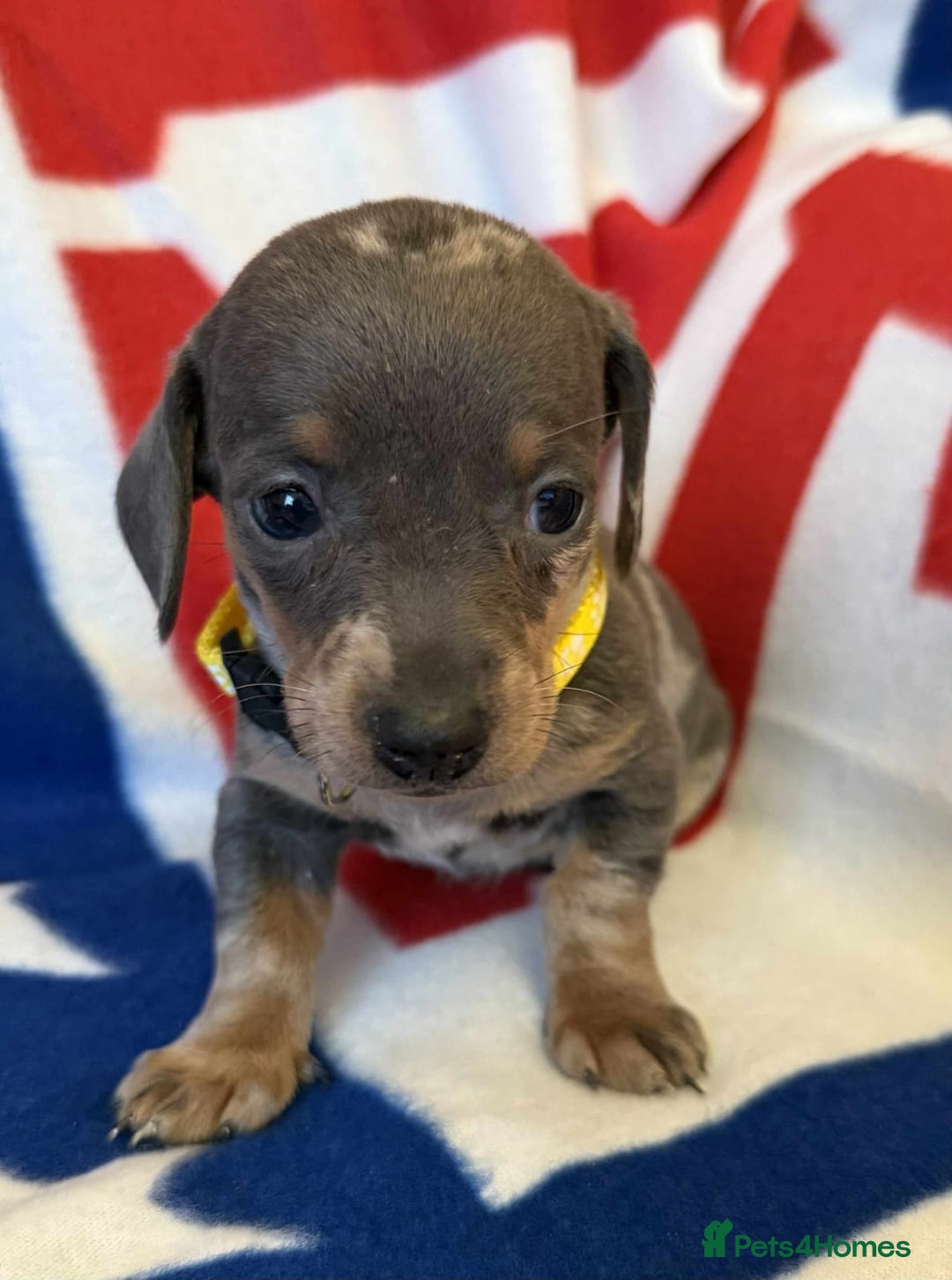 Dachshund dogs for sale: Beautiful Dachshund puppies - Advert 18