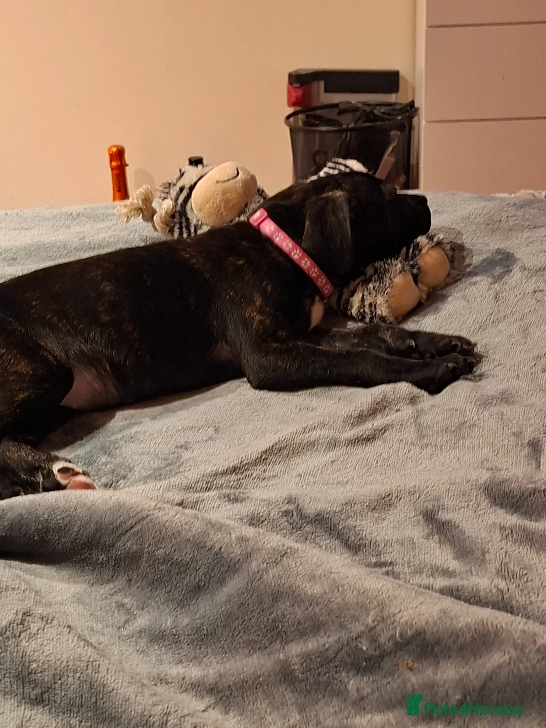 Mixed Breed dogs for sale: 3 gorgeous pups - Advert 4