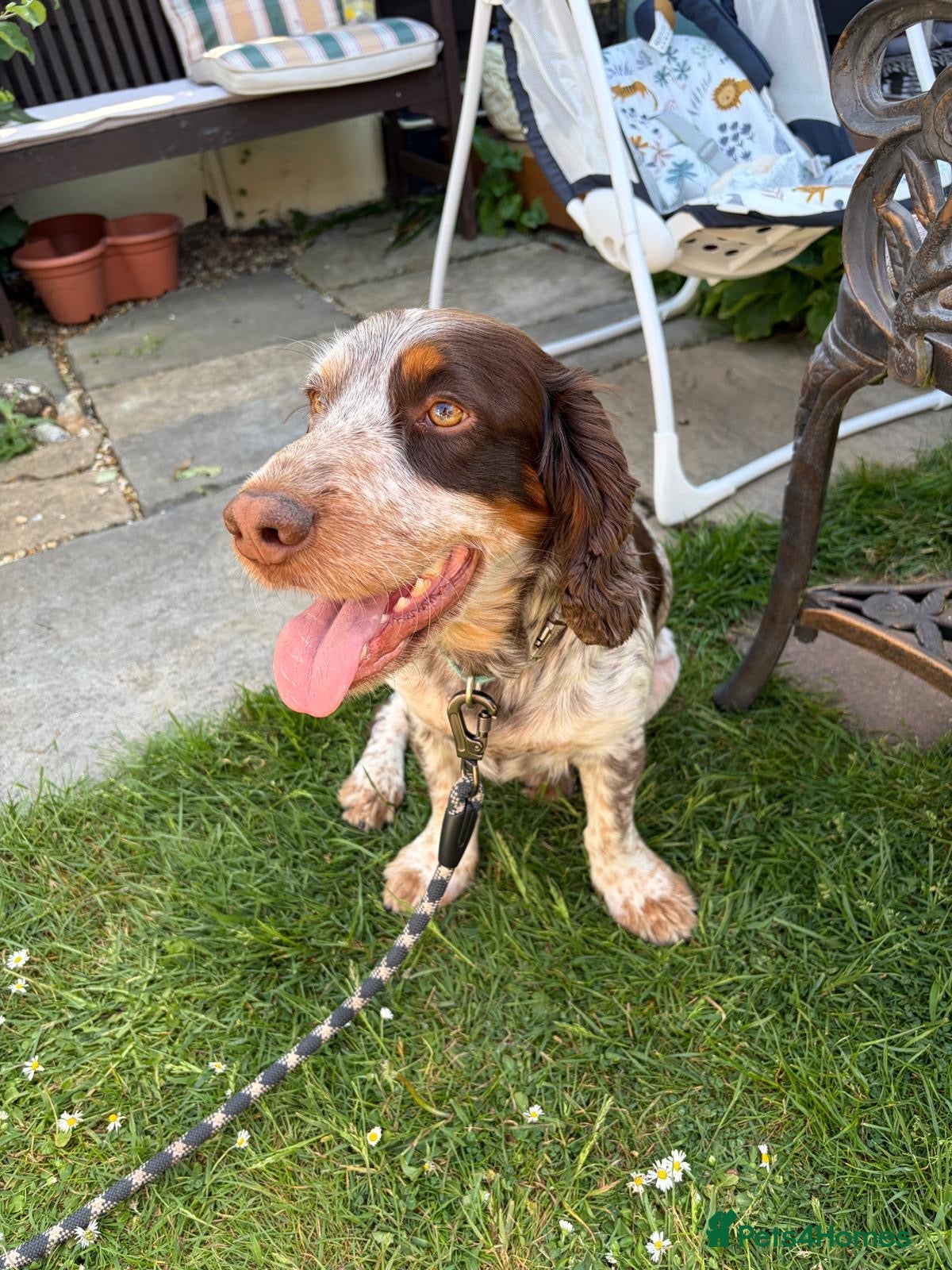 Sprocker dogs NEW STUD.  - Advert 1