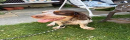 Sprocker dogs for stud: NEW STUD.  - Advert 1