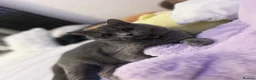 Scottish Fold cats for sale: Beautiful Scottish Fold & British Shorthair - Advert 6