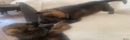 German Shepherd dogs for sale: GERMAN SHEPHERD PUPS WORKING LINE in Wigan - Advert 20