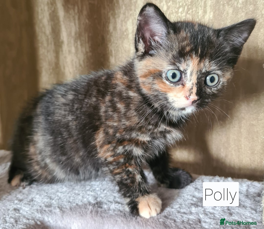 British Shorthair cats for sale: Beautiful British shorthair kittens - Image 8