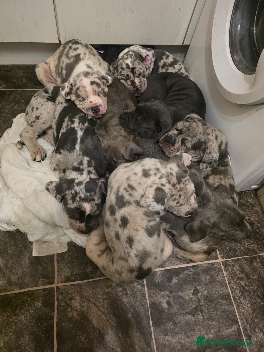 Cane Corso dogs for sale: Cane corso cross  - Advert 5