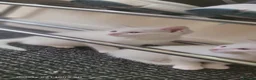 Turkish Angora cats for sale: White fluffy, turkish angora kittens  - Advert 2