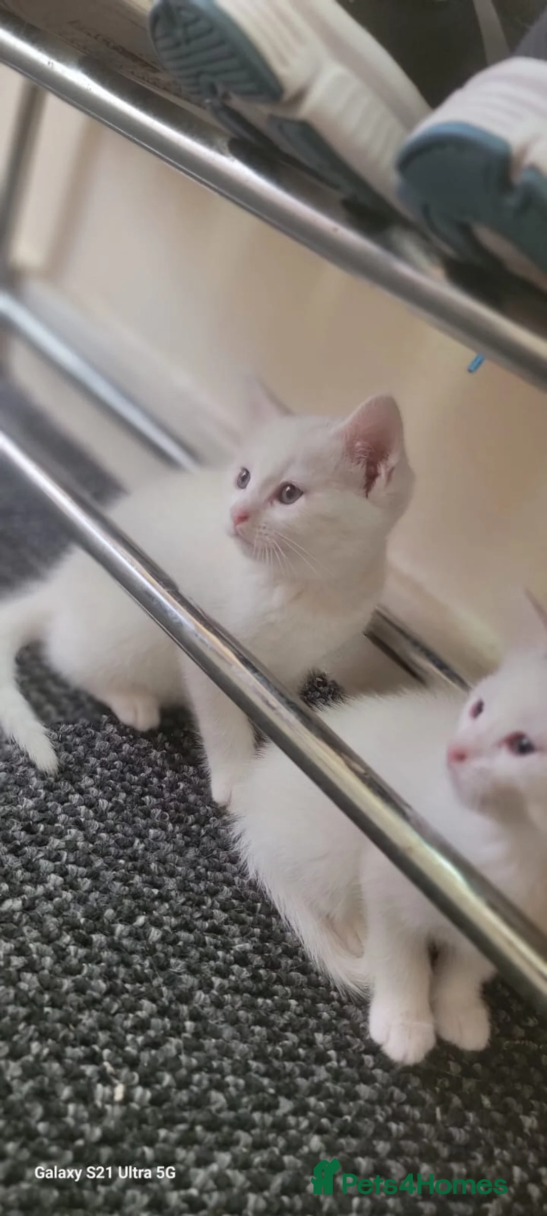 Turkish Angora cats for sale: White fluffy, turkish angora kittens  - Advert 2