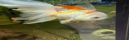 Fancy Goldfish fish for sale: Lots of fancy goldfish  in Saint Columb - Advert 5