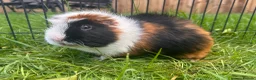 Guinea Pig rodents for sale: Hawk & Panda  - Advert 8