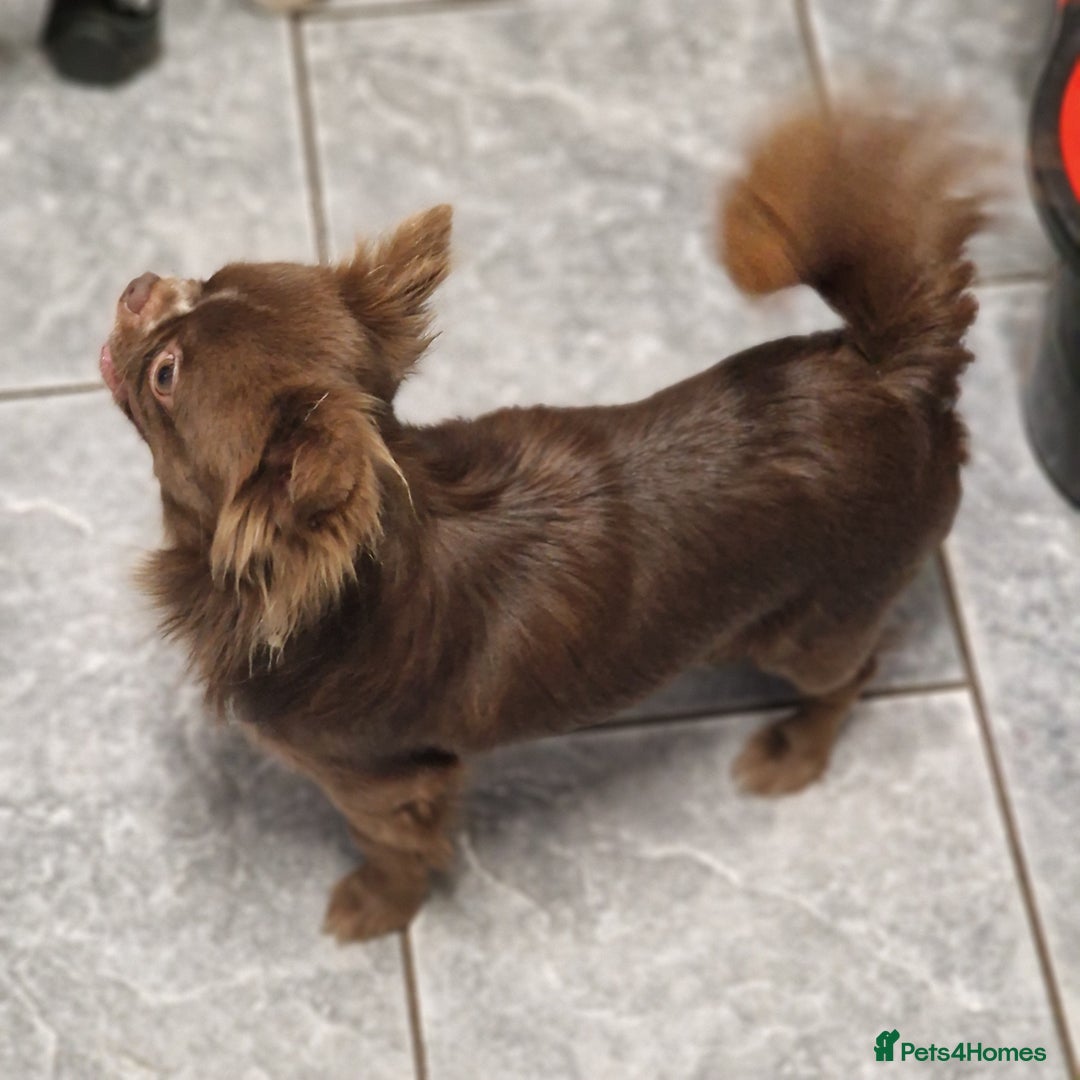 Chihuahua dogs for stud: Chihuahua Chocolate longhaired Stud  in Romford - Image 6