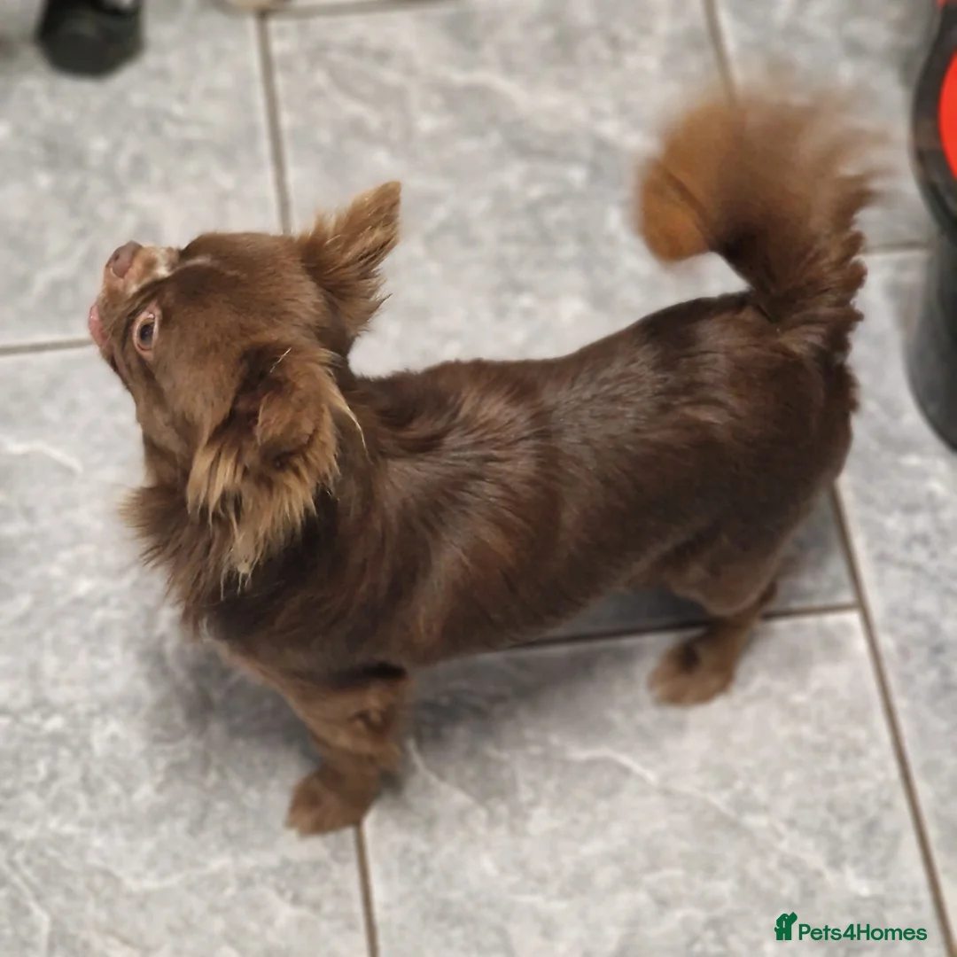 Chihuahua dogs for stud: Chihuahua Chocolate longhaired Stud  in Romford - Advert 6