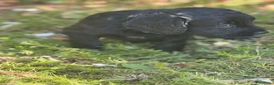 Cocker Spaniel 3