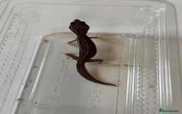 Leopard Gecko reptiles for sale: Leopard Geckos - Image 5