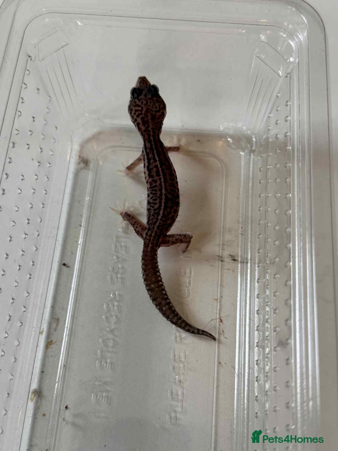 Leopard Gecko reptiles for sale: Leopard Geckos - Image 5