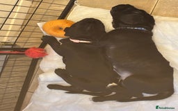 Cane Corso dogs for sale: 🐾‼️💕LAST GIRL💕‼️🐾 - Advert 8