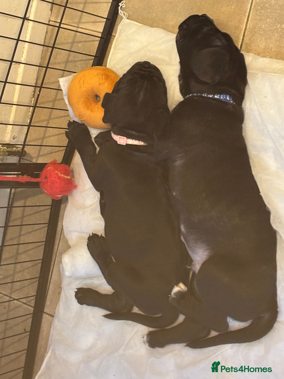 Cane Corso dogs for sale: 🐾‼️💕LAST GIRL💕‼️🐾 - Advert 8