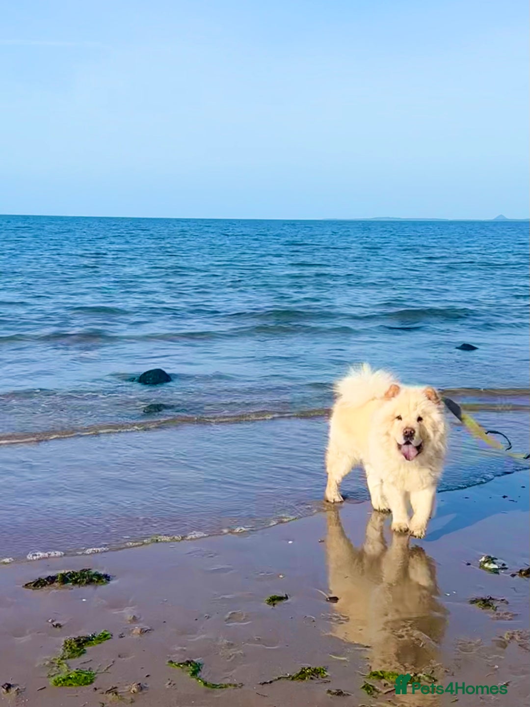 Chow Chow dogs for sale: ❤️ Heartbreaking Rehoming Chow Needs Forever Home  - Advert 8