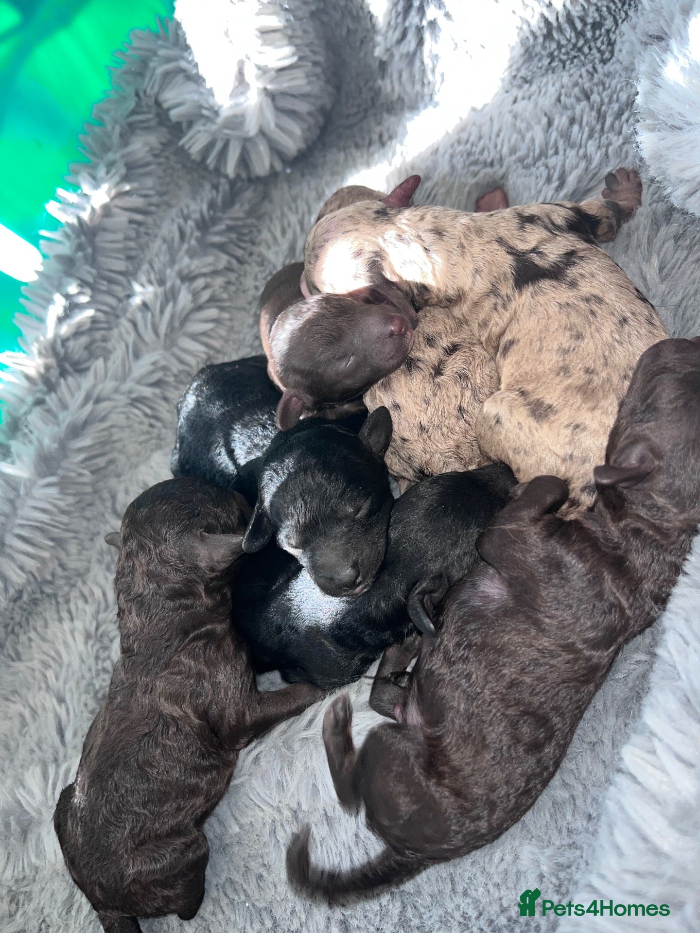 Miniature Poodle dogs 5 star Miniature poodle puppies  - Advert 2