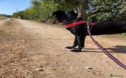 Mixed Breed dogs for adoption: Lovely Leah - Image 30