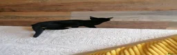 Mixed Breed cats for adoption: 🐾❤️ THREE ADORABLE KITTENS READY in Burton-on-Trent - Advert 9