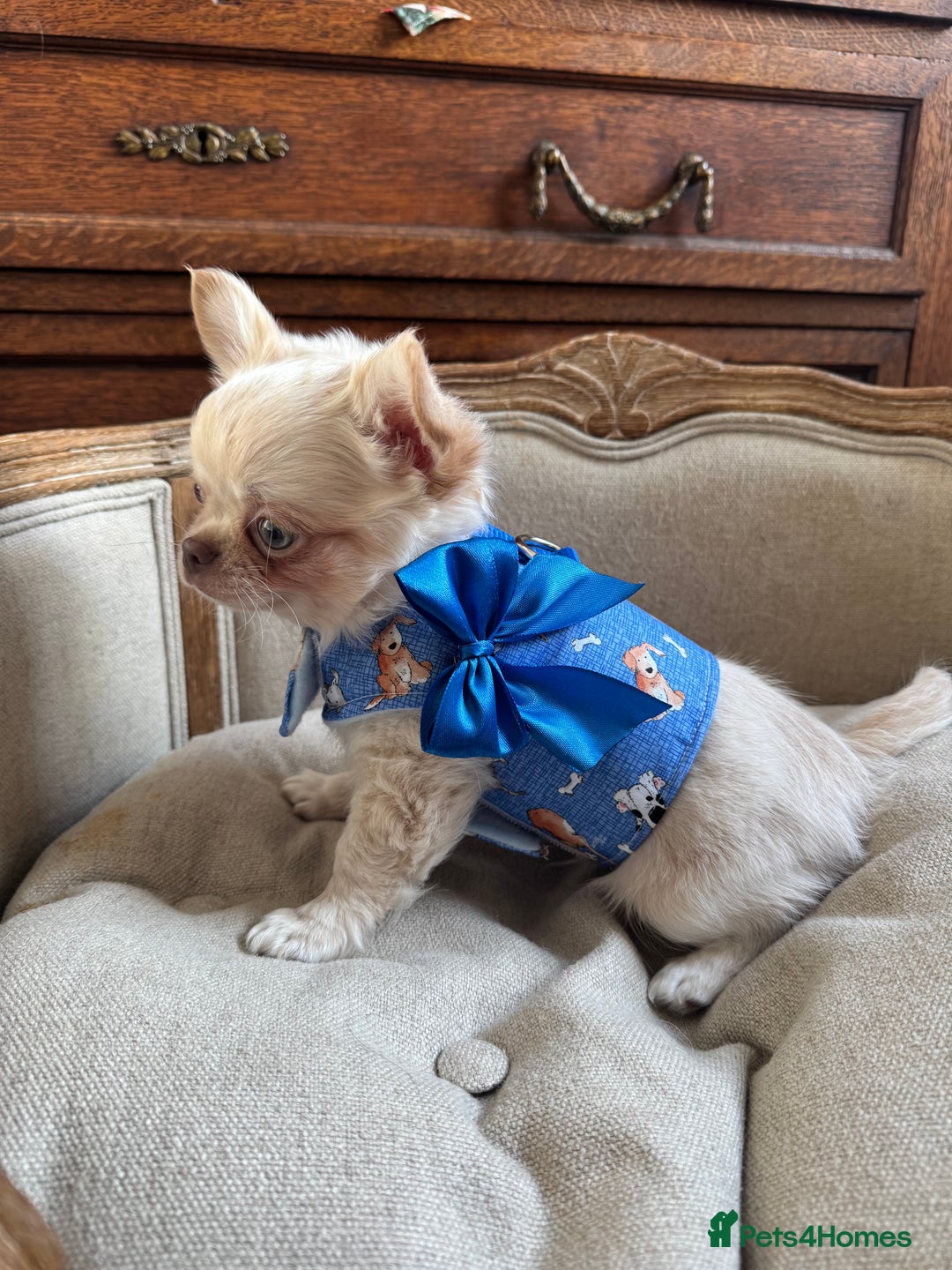 Chihuahua dogs for sale: Chihuahua long-coat puppy KC reg 🤍 - Advert 8