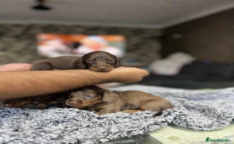 Miniature Dachshund dogs - Advert 1