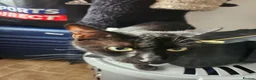 British Shorthair cats for sale: Joey and Oreo - Advert 4