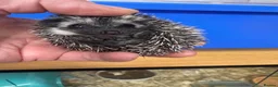 Pygmy Hedgehog rodents for sale: Stunning tame babies ready with/without set up  - Advert 4