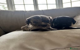 Cocker Spaniel dogs for sale: DNA Health Tested Merle Cocker Spaniel Puppies - Image 2