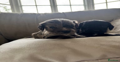 Cocker Spaniel dogs - Advert 10