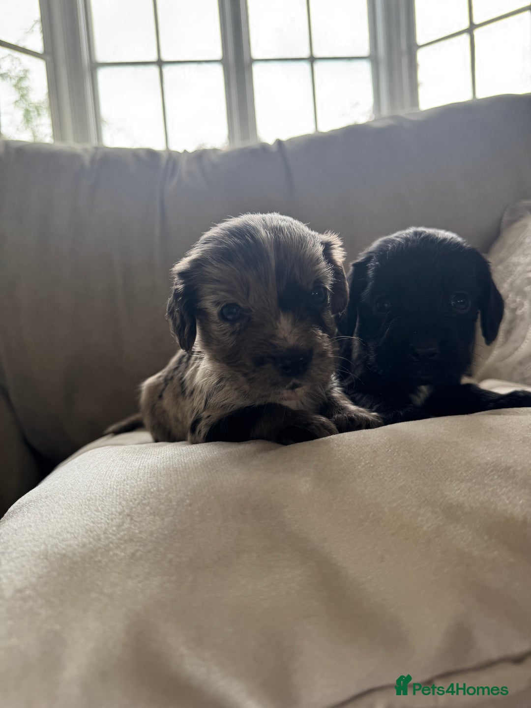 Cocker Spaniel dogs for sale: DNA Health Tested Merle Cocker Spaniel Puppies - Image 2