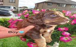 Cockapoo dogs for sale: Beautiful cockerpoo puppies  - Image 3