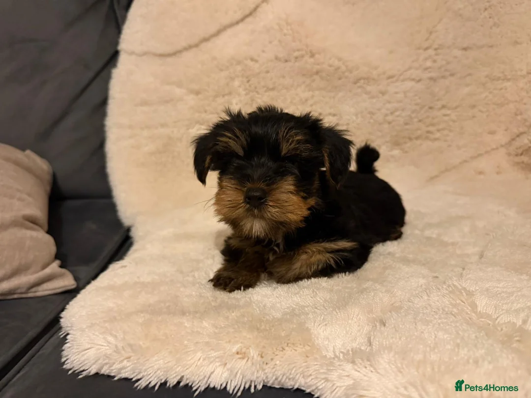Yorkshire Terrier dogs for sale: 🌸 Stunning Yorkshire terrier puppies available 🌸 - Advert 12