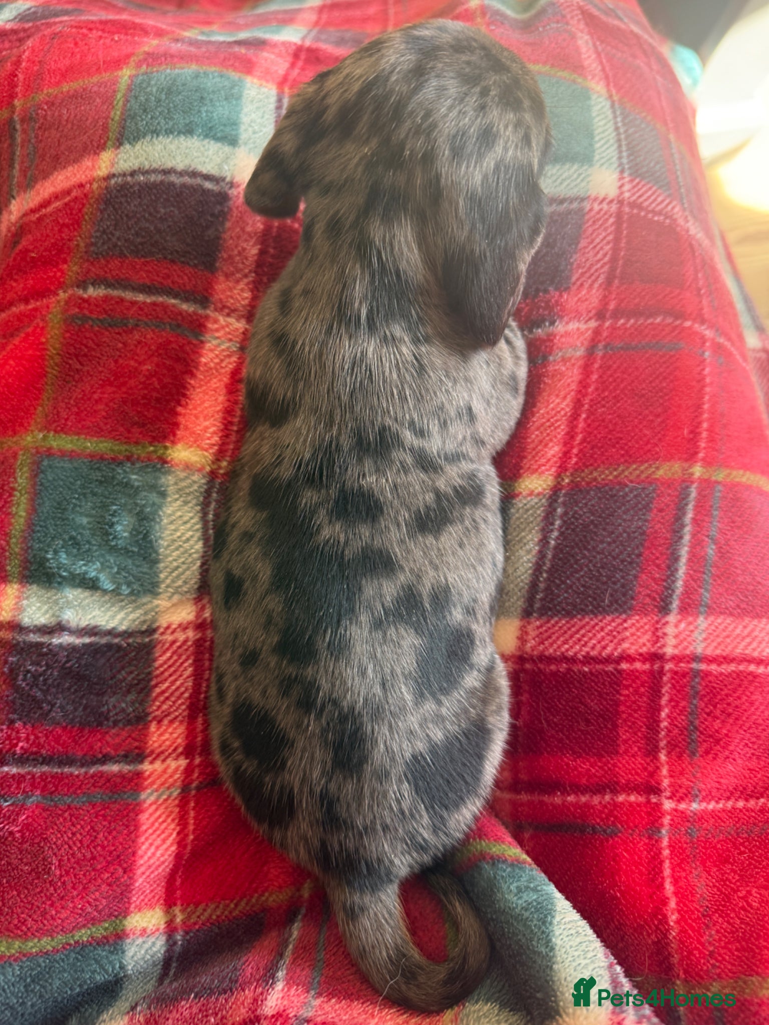 Miniature Dachshund dogs for sale: Beautiful dachshund pups only 2 left - Advert 3