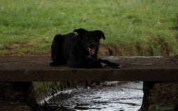 Border Collie dogs for sale: Border collie  - Image 11