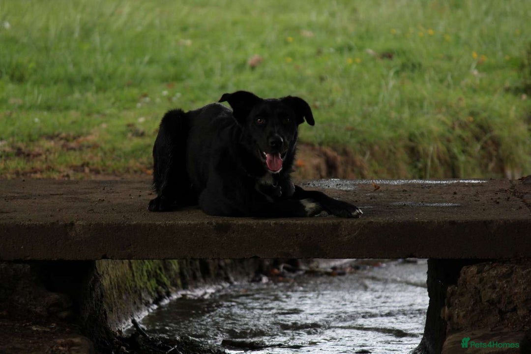 Border Collie dogs for sale: Border collie  - Image 11
