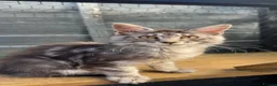 Maine Coon cats for sale: TICA registered mainecoon kittens - Advert 10