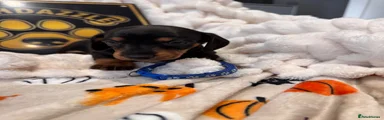 Black and tan boy