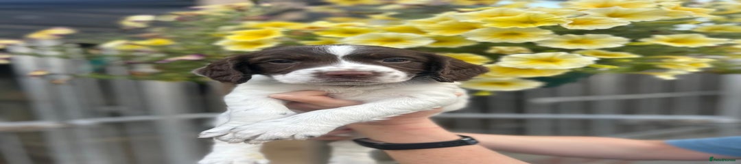 English Springer Spaniel Puppy 3
