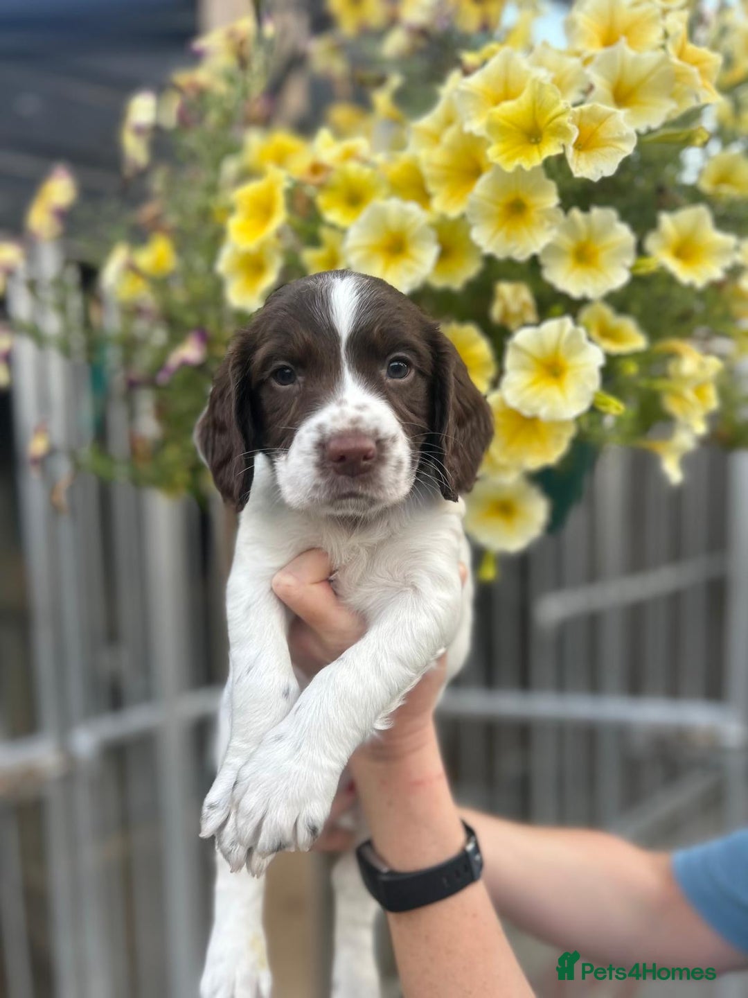 English Springer Spaniel dogs for sale: Beautiful litter of KC reg ESS - Image 19