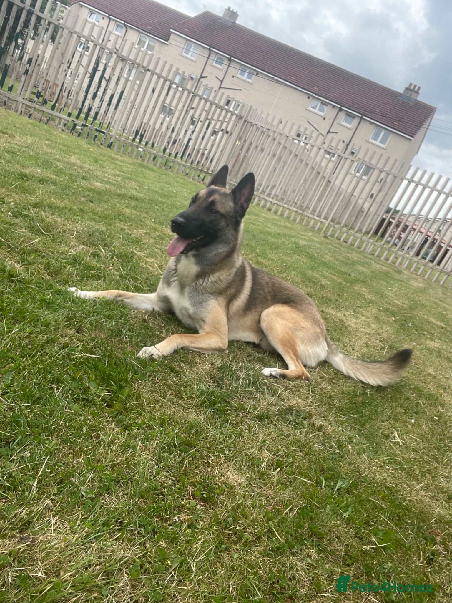Belgian Shepherd Dog dogs Kyro 1.5yrs old male - Advert 14