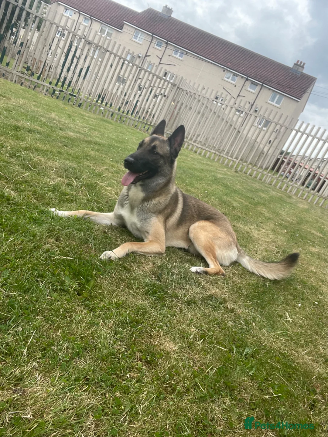 Belgian Shepherd Dog dogs for sale: Kyro 1.5yrs old male in Coatbridge - Advert 1