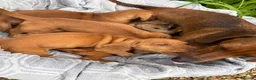Miniature Dachshund dogs for sale: Beautiful mini dachshund pups ready for new homes  - Advert 2