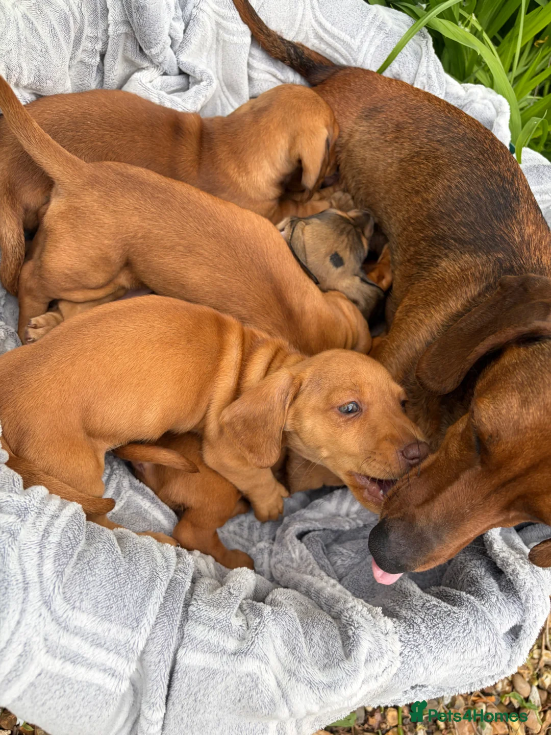 Miniature Dachshund dogs for sale: Beautiful mini dachshund pups ready for new homes  - Advert 2
