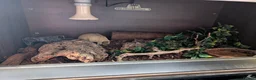 Snake reptiles for sale: Hognose snake for sale  - Advert 3