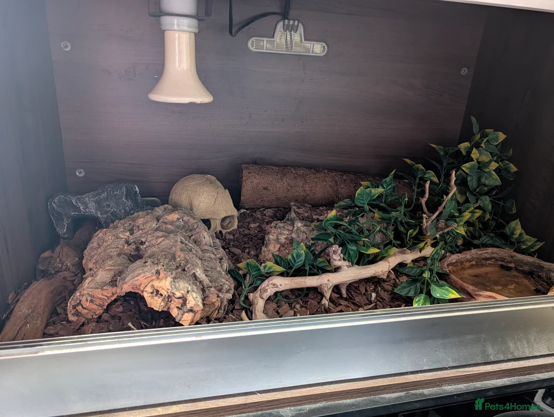 Snake reptiles for sale: Hognose snake for sale  - Advert 3