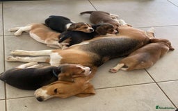 Beagle dogs for sale: Purebred Beagle puppies - 6 available  - Advert 3